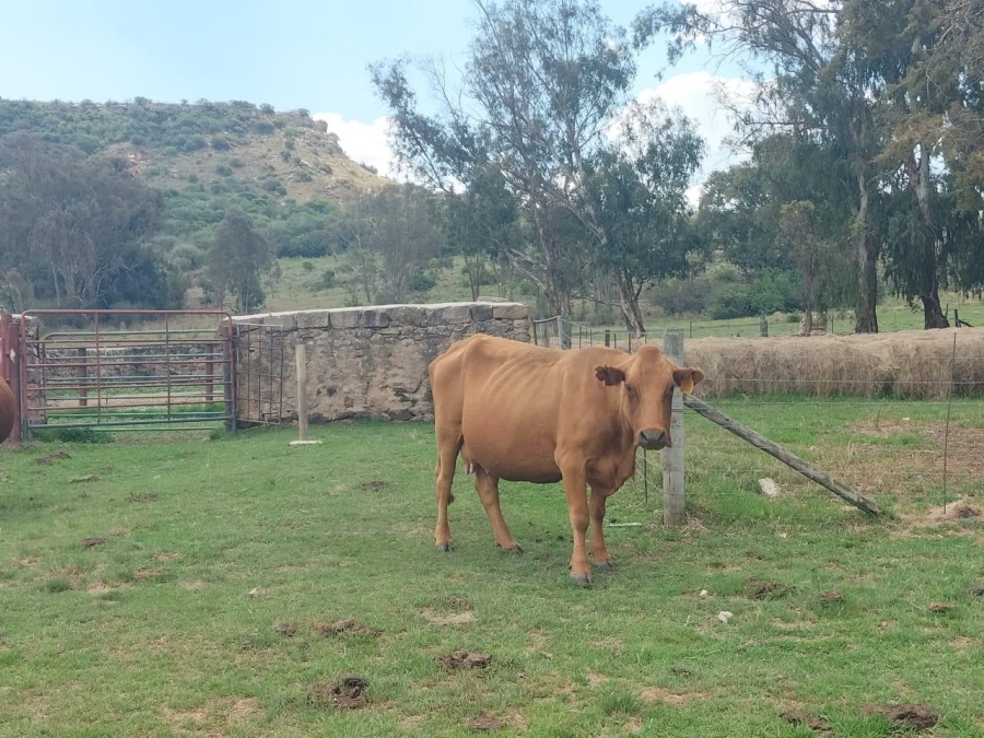 0 Bedroom Property for Sale in Bethlehem Rural Free State